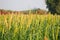 millet or sorghum plant views in a farmland,cultivation pearls millet fields,pearls production of beer and wine,fields of pearl