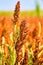 Millet and sorghum smart farmer grain detail