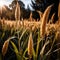 Millet, whole stalks, raw grain plant crop in farm field