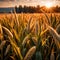 Millet, whole stalks, raw grain plant crop in farm field