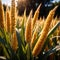 Millet, whole stalks, raw grain plant crop in farm field