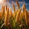 Millet, whole stalks, raw grain plant crop in farm field