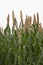 millets ear crop field farm