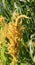 Millets are a group of highly variable small-seeded grasses,