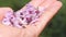 Millettia brandisiana Kurz flower in man hand