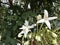 Millingtonia hortensis or Indian cork tree flower.