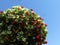 Million Bells blooming in a hanging basket