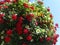 Million Bells blooming in a hanging basket