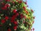 Million Bells blooming in a hanging basket