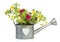 Million Bells flowers planted into watering can isolated