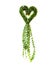 Million Hearts house plant hanging heart shape on white background