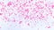 Million pink sakura leaves floating and fly in air light blue sky background