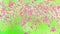 Million pink sakura leaves heavy fall green screen background