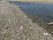 Millions of dead river shells on the banks of the Danube near Vukovar during the historic summer drought, Vukovar - Croatia