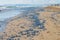 millions of death vellellas (sea raft, by-the-wind sailor, purple sail, little sail) beached in forte dei marmi