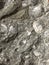 Millions of Years Old Fossilized Shells Background Image