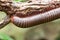 Millipede