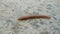 A millipede animal, which walking on.