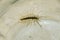 Millipede in the bank. The Flycatcher. Centipede flycatcher, insect predator.