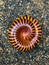 The millipede is black and orange, with many legs curling in a circular motion like a spiral.