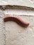 Millipede on brick wall