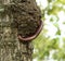Millipede climbing on tree