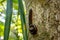 Millipede climbing up the tree