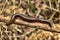 Millipede from coastal rainforest of Thailand