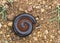 A Millipede curled into a spiral