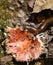 Millipede eating mushrooms Wild