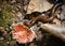 Millipede eating mushrooms Wild