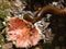 Millipede eating mushrooms Wild