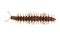 Millipede Eurymerodesmus spp. brown Insects bug