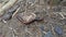 Millipede on forest floor