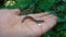 Millipede on the hand. Millipedes, Centipede, thousand feet, Arthropods, insects, bud, bugs, wildlife, forest, woods, park, garden