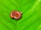 Millipede invertebrates small animal roll circle on green leaf. more than hundred legs pest and scarab brown color. hydrogen cyani