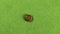Millipede isolated on green background. Thousand feet, centipede. Millipedes