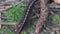 Millipede Kivsyak mated in the forest macro video
