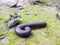 Millipede on Lichen Covered Rock