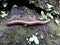 a millipede or luwing that is crawling or walking