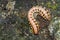 Millipede, Marino Ballena National Park, Costa Rica