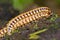 Millipede, Marino Ballena National Park, Costa Rica