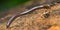 Millipede, Marino Ballena National Park, Costa Rica