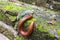 Millipede or millepede eating mosses with copy space