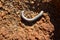 Millipede at mirabib lonely scenic Granit Rock in the Desert