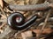 Millipede myriapoda on a twig