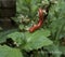 Millipede red crawling with beautiful eyes