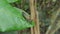 Millipede in tropical rain forest.