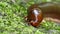 Millipede in tropical rain forest.