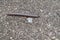 Millipede walking on a concrete floor. Sensitive focus